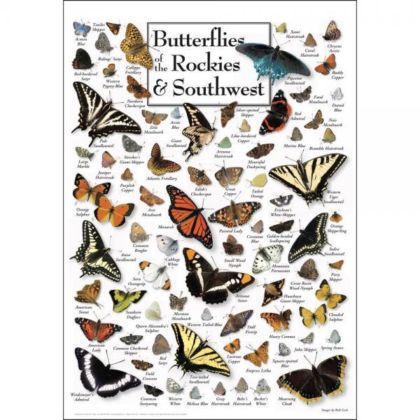 Butterflies of the Rockies and Southwest Poster