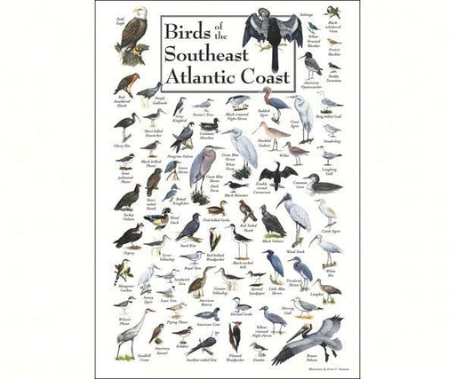 Birds of the Southeast Atlantic Coast Poster