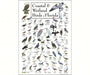 Coastal and Wetland Birds of Florida Poster