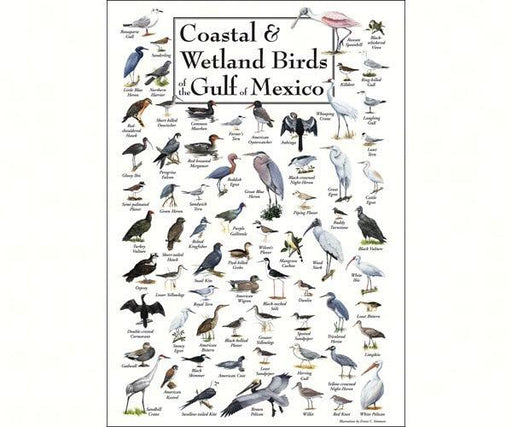 Coastal and Wetland Birds of Gulf of Mexico Poster