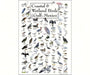 Coastal and Wetland Birds of Gulf of Mexico Poster