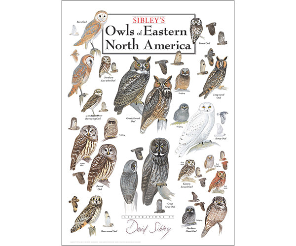Owls of Eastern North America Poster