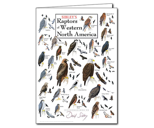 Sibleys Raptors of Western North America Poster Greeting Card