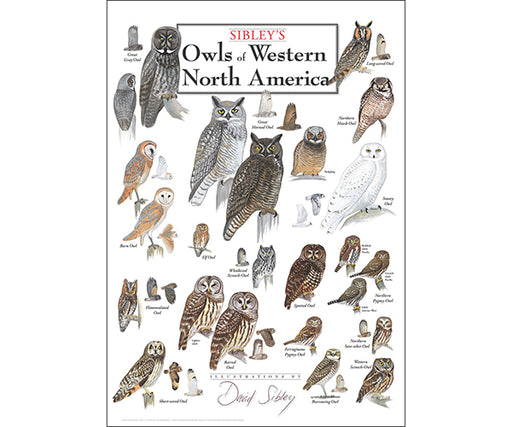 Owls of Western North America Poster