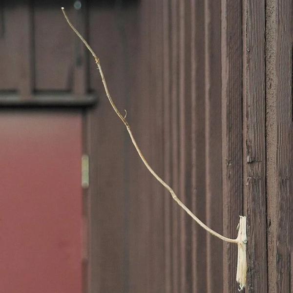 Woodsman Weatherstick (Poly Bag)