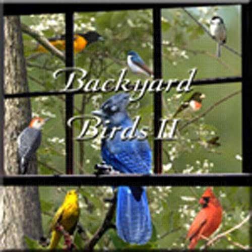 Backyard Birds II
