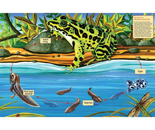 Cobble Hill Life Cycle of a Northern Leopard Frog 48 Piece Puzzle