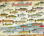 Cobble Hill Freshwater Fish of North America 1000 Piece Puzzle
