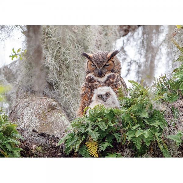 Cobble Hill Great Horned Owl 1000 Piece Puzzle
