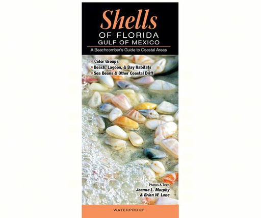Shells of Florida Gulf of Mexico by Jeanne L Murphy and Brian W Lane