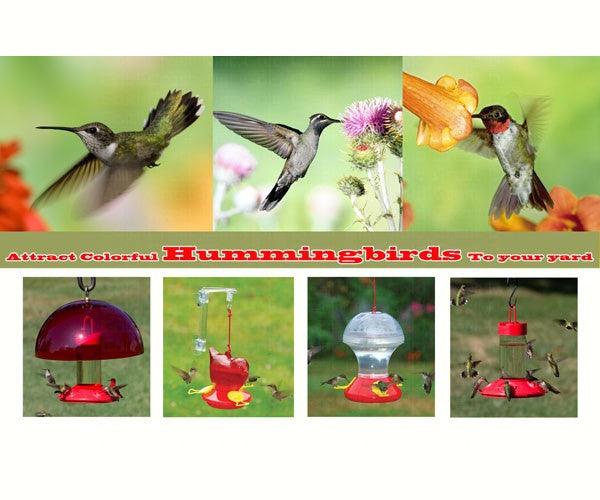 Attract Colorful Hummingbirds To Your Yard