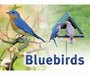 Bluebird Sign