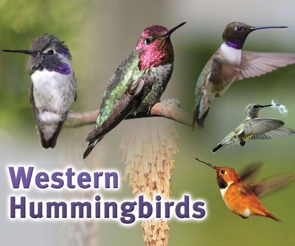 Western Hummingbird Sign