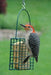 Hanging Single Suet Cage - The Bird Shed