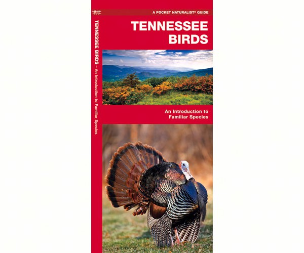 Tennessee Birds by James Kavanagh