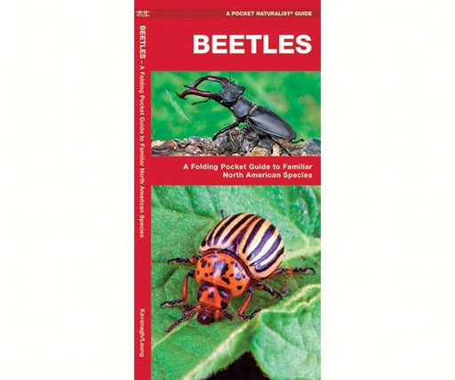 Beetles by James Kavanagh