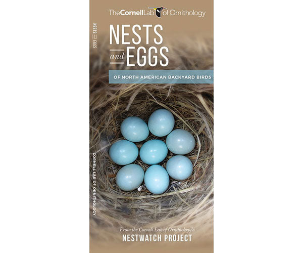 Nest and Eggs by Cornell Lab of Ornithology