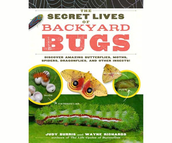 The Secret Lives of Backyard Bugs by Judy Burris and Wayne Richards